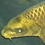 fischauge